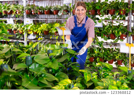 Young saleswoman arranging potted evergreen epipremnum aureum 123368812