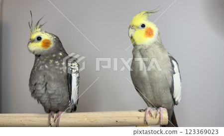 cockatiel cockatiel 123369023