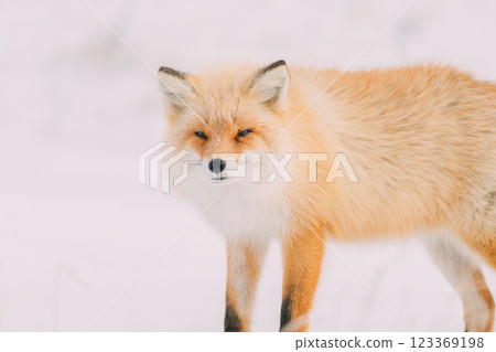 我在雪原裡遇見的一隻紅狐 123369198