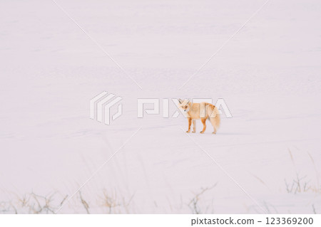 走在雪原的Kita狐狸 走在雪原的Kita狐狸 123369200