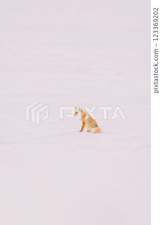 Kita fox walking on the snowy field 123369202
