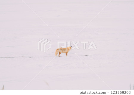 走在雪原的Kita狐狸 走在雪原的Kita狐狸 123369203