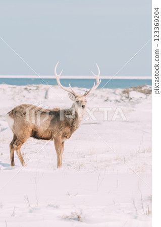 沿著冬季海岸行走的雄鹿 沿著冬季海岸行走的雄鹿 123369204