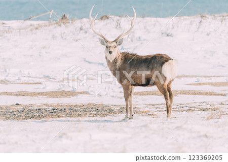 A male Hokkaido deer walking along the coast in winter 123369205