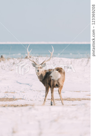 沿著冬季海岸行走的雄鹿 123369208