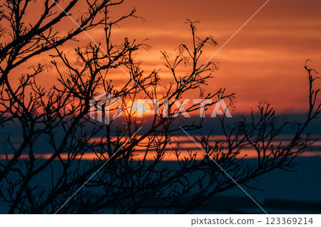 冬天的黃昏和死樹 123369214