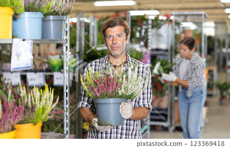 Experienced garden store salesman arranging blooming heather in pots Experienced garden store salesman arranging blooming heather in pots 123369418