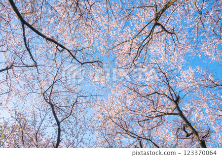 Cherry blossoms at Gongendo Sakura Tsutsumi 123370064