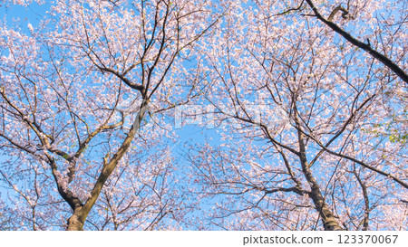 權現堂櫻堤的櫻花 權現堂櫻堤的櫻花 123370067