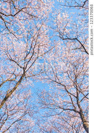 權現堂櫻堤的櫻花 權現堂櫻堤的櫻花 123370068