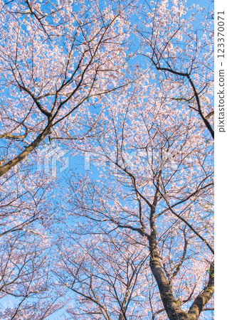 Cherry blossoms at Gongendo Sakura Tsutsumi Cherry blossoms at Gongendo Sakura Tsutsumi 123370071