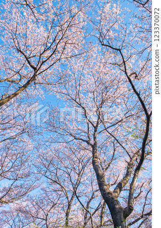 Cherry blossoms at Gongendo Sakura Tsutsumi 123370072