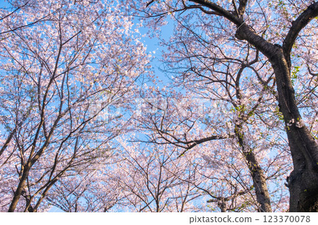 Cherry blossoms at Gongendo Sakura Tsutsumi Cherry blossoms at Gongendo Sakura Tsutsumi 123370078