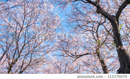Cherry blossoms at Gongendo Sakura Tsutsumi Cherry blossoms at Gongendo Sakura Tsutsumi 123370079
