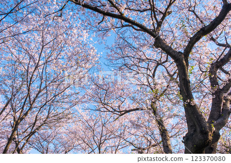 Cherry blossoms at Gongendo Sakura Tsutsumi 123370080