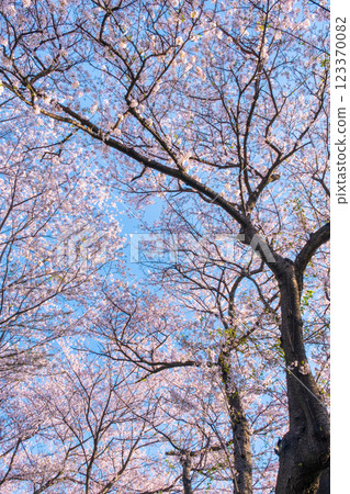Cherry blossoms at Gongendo Sakura Tsutsumi Cherry blossoms at Gongendo Sakura Tsutsumi 123370082