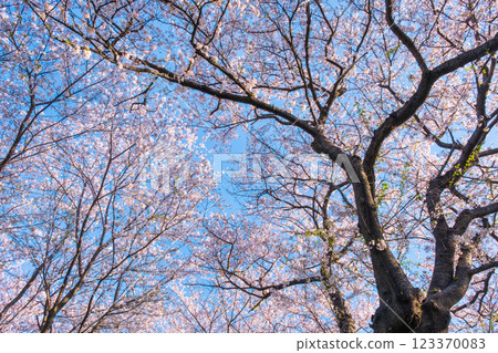 權現堂櫻堤的櫻花 權現堂櫻堤的櫻花 123370083