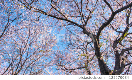 權現堂櫻堤的櫻花 123370084