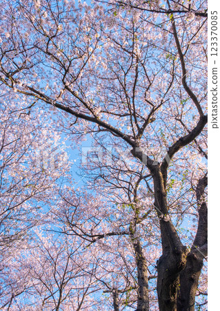 權現堂櫻堤的櫻花 123370085