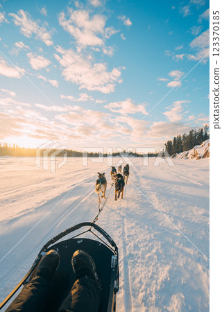 Winter activities: Dog sledding 123370185