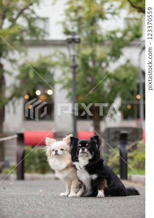 吉娃娃在公園裡看著它的主人 吉娃娃在公園裡看著它的主人 123370559