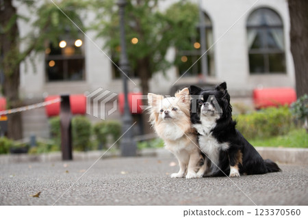 吉娃娃在公園裡看著它的主人 吉娃娃在公園裡看著它的主人 123370560