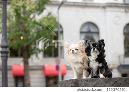 吉娃娃在公園裡看著它的主人 吉娃娃在公園裡看著它的主人 123370561