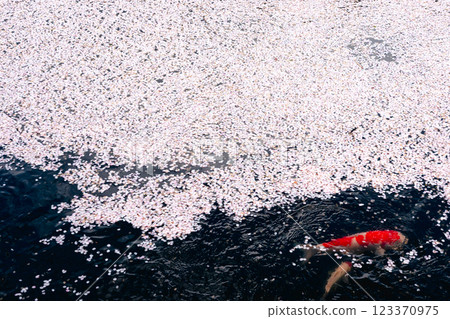 220416 Gokoku Shrine z147 220416 Gokoku Shrine z147 123370975