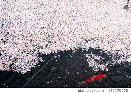 220416 護國神社 z152 220416 護國神社 z152 123370976