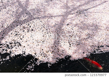 220416 護國神社 z161 220416 護國神社 z161 123370977