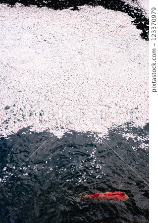 220416 護國神社 z172 123370979