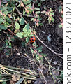 Ladybug 2 123371021