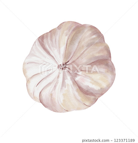 Garlic tuber side view. White vegetable. Seasoning and spice for food. Watercolor illustration isolated from background. Realistic style. Pastel colors. For making compositions with food.  123371189