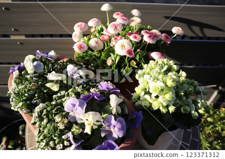 伽藍菜、雛菊和紫羅蘭盆栽 伽藍菜、雛菊和紫羅蘭盆栽 123371312