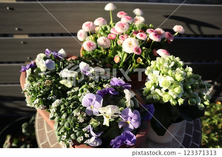 春天的花盆 春天的花盆 123371313