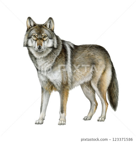 Grey wolf realistic illustration. Hand drawn forest mammal predator. Single Canis lupus side view isolated on white background. Beautiful grey wolf wildlife woodland animal painted illustration 123371586