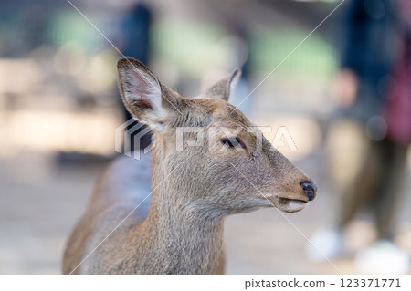 奈良公園的鹿 123371771