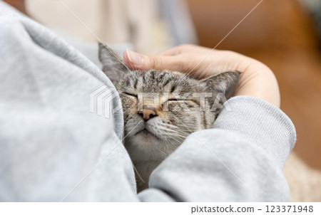hold a cat 123371948