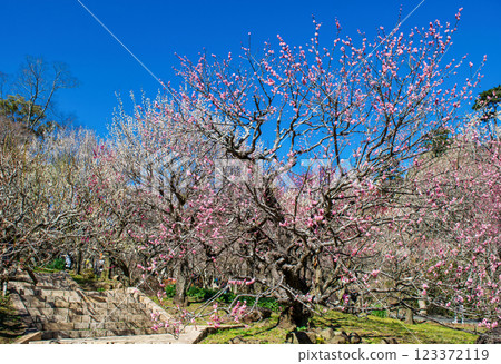 熱海梅園，靜岡縣熱海市，中央廣場的梅林，早開的梅花 123372119