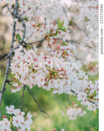 櫻花盛開 123372840