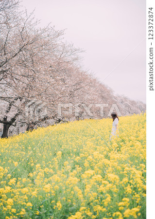一名女子走過油菜花田，背景是一排櫻花樹 123372874