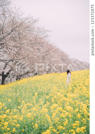 一名女子走過油菜花田，背景是一排櫻花樹 123372875