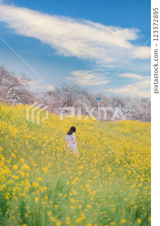一名女子走過油菜花田，背景是一排櫻花樹 123372895