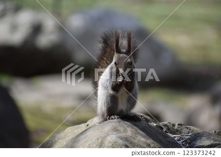 一隻北海道松鼠在岩石上進食 123373242