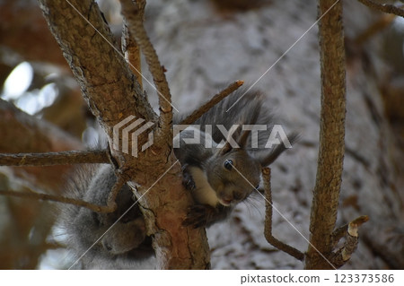 A Hokkaido squirrel on a tree A Hokkaido squirrel on a tree 123373586