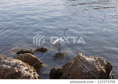 Great Egret Wading in Water off St Pete Beach Florida Great Egret Wading in Water off St Pete Beach Florida 123373709