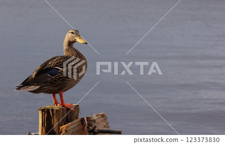 Mottled Duck in Bradenton Florida on Manatee River Mottled Duck in Bradenton Florida on Manatee River 123373830