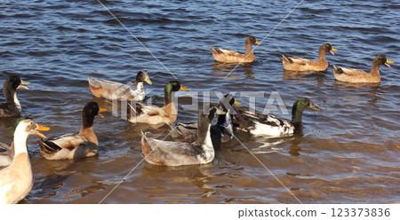 Ducks Swimming in Lake Tyler at Marina near Whitehouse Texas 123373836