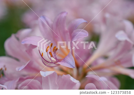 粉紅夏日水仙花的純淨之美 123373858