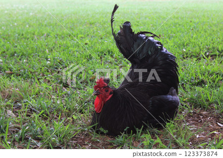 Black Rooster Sitting in Green Grass. Rural East TX Farm 123373874